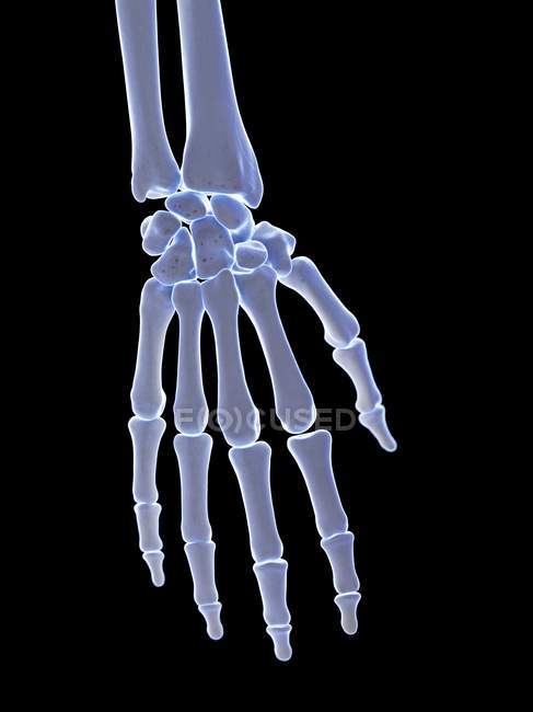 Anatomía del esqueleto humano huesos de la mano, ilustración por computadora . - foto de stock