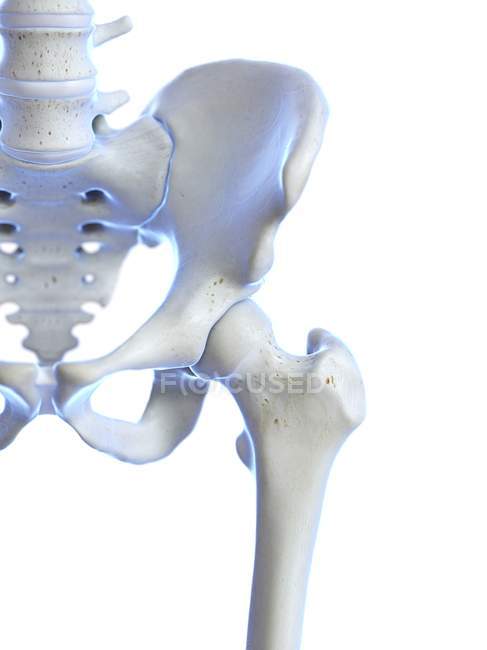Scheletro umano con articolazione dell'anca, illustrazione del computer . — Foto stock