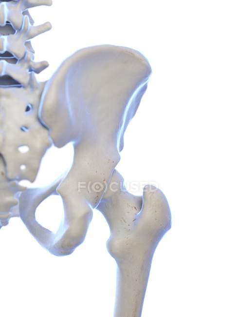 Esqueleto humano con articulación de cadera, ilustración por computadora . - foto de stock