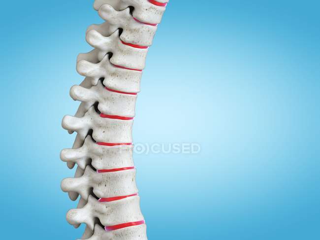 Representación 3D de la columna vertebral humana, ilustración por computadora
. — Stock Photo