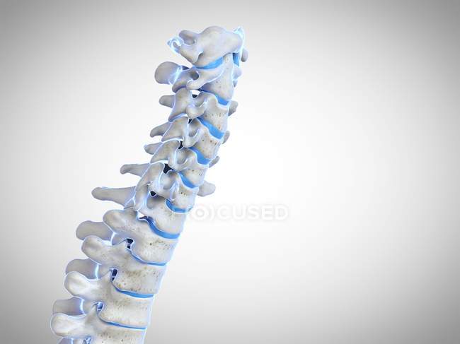 Rendering 3D della colonna vertebrale umana, illustrazione al computer
. — Foto stock