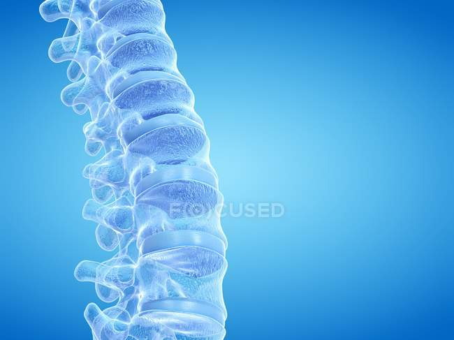 Representación 3D de la columna vertebral humana, ilustración por computadora . - foto de stock