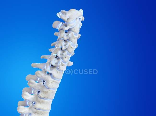3D renderização da coluna vertebral humana, ilustração do computador . — Fotografia de Stock