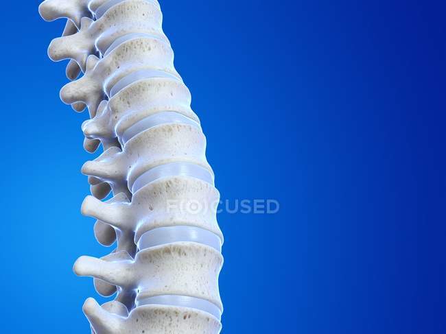 3D renderização da coluna vertebral humana, ilustração do computador . — Fotografia de Stock