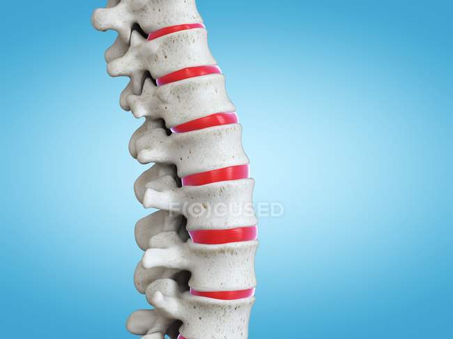 Rendering 3D della colonna vertebrale umana, illustrazione al computer . — Foto stock