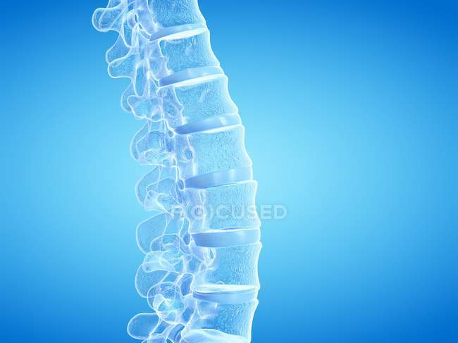 3D rendering of human spine, computer illustration. — Stock Photo