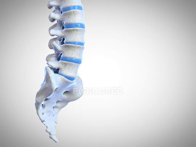 Representación 3D de la columna vertebral humana, ilustración por computadora . - foto de stock