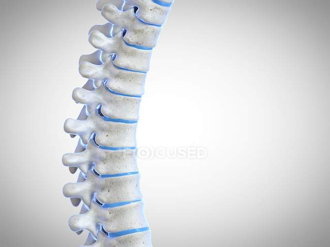 Rendering 3D della colonna vertebrale umana, illustrazione al computer . — Foto stock