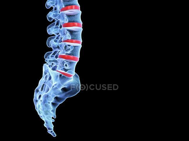 3D rendering of human spine, computer illustration. — Stock Photo