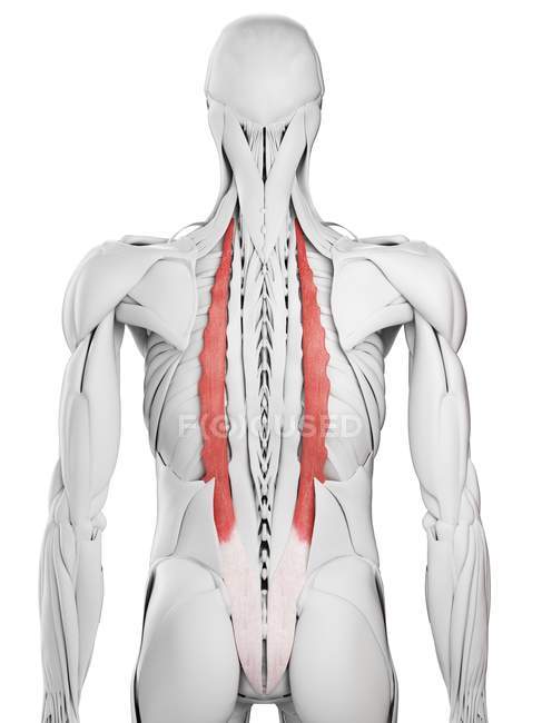 Anatomia masculina mostrando músculo Iliocostalis, ilustração computacional . — Fotografia de Stock