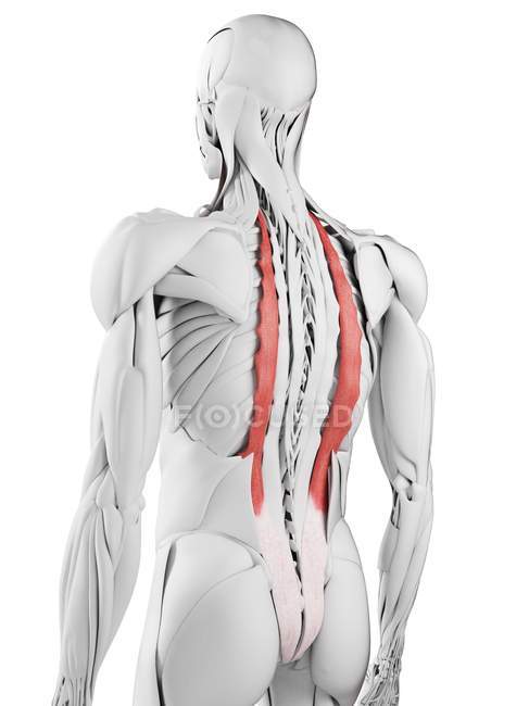 Anatomia masculina mostrando músculo Iliocostalis, ilustração computacional . — Fotografia de Stock