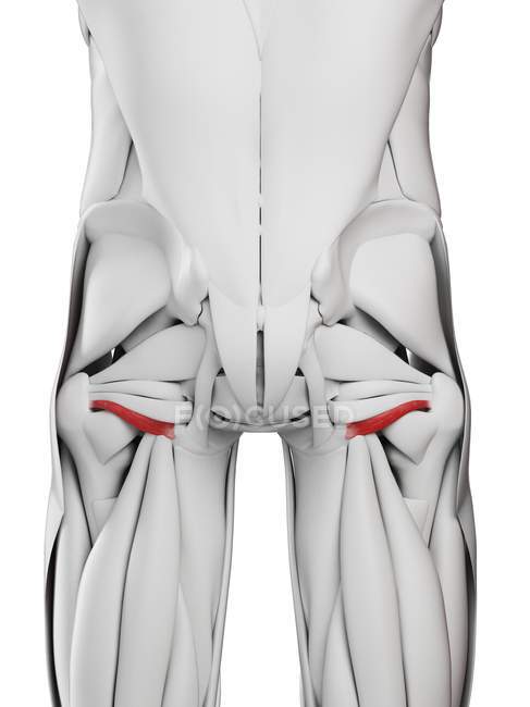 Anatomia maschile che mostra il muscolo gemello inferiore, illustrazione al computer . — Foto stock