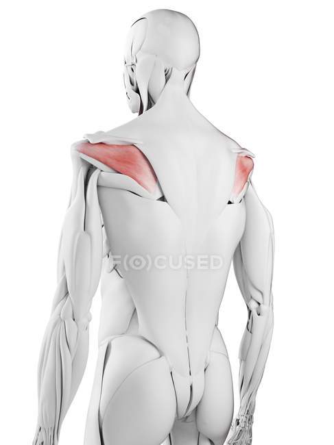 Anatomia maschile che mostra muscolo infraspinato, illustrazione al computer . — Foto stock