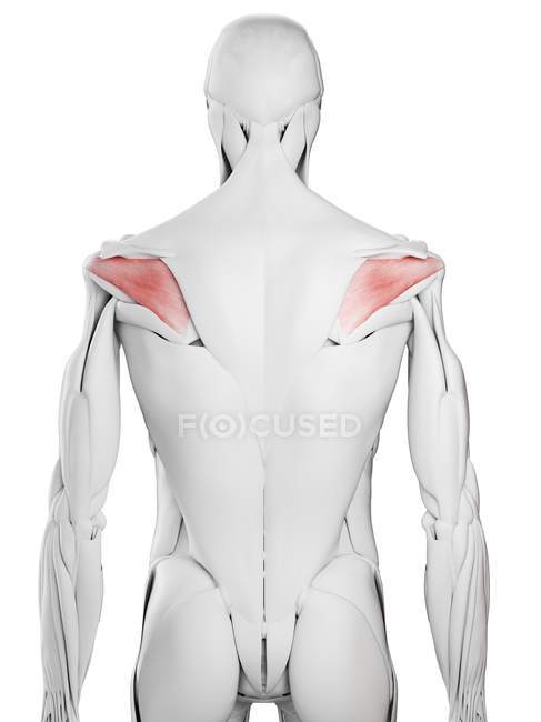Anatomía masculina que muestra el músculo Infraspinatus, ilustración por computadora . - foto de stock