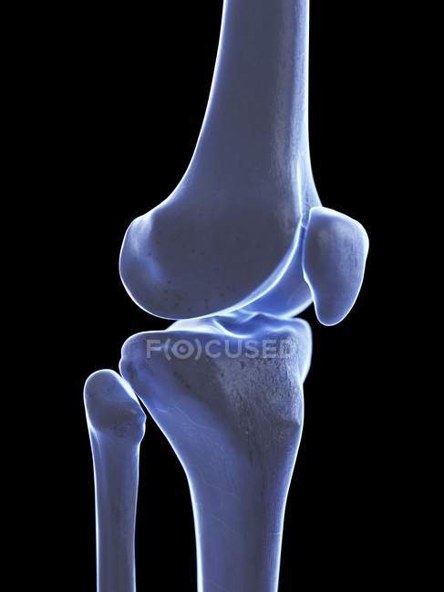 Anatomía humana de la articulación de la rodilla, ilustración por computadora . - foto de stock