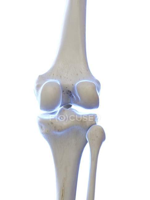 Анатомія колінного суглоба людини, комп'ютерна ілюстрація . — стокове фото