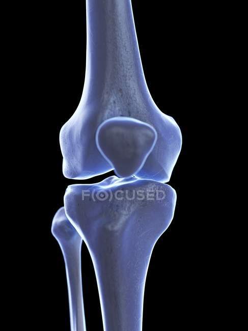 Анатомия коленного сустава человека, компьютерная иллюстрация . — стоковое фото