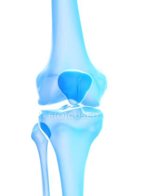 Anatomia humana da articulação do joelho, ilustração computacional
. — Fotografia de Stock