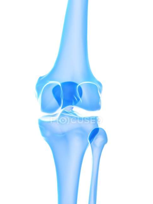 Anatomía humana de la articulación de la rodilla, ilustración por computadora
. — Stock Photo