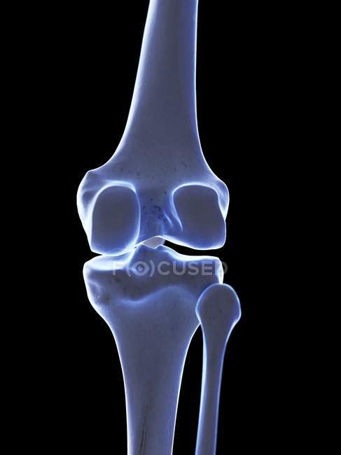 Anatomia umana dell'articolazione del ginocchio, illustrazione al computer . — Foto stock