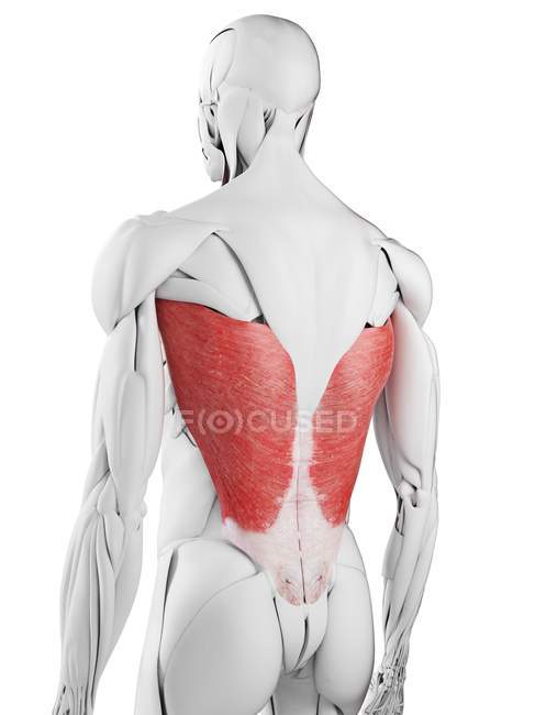 Чоловіча анатомія, що показує м'яз Латисима Дорсі, комп'ютерна ілюстрація . — стокове фото