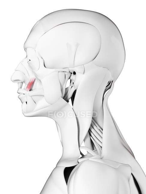 Мужская анатомия, показывающая угловой леватор или мышцу, компьютерная иллюстрация
. — стоковое фото