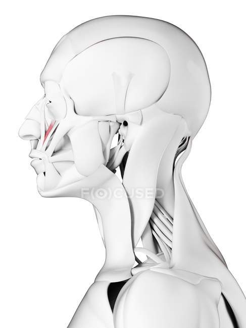 Чоловіча анатомія, що показує м'яз Levator labii superioris, комп'ютерна ілюстрація . — стокове фото