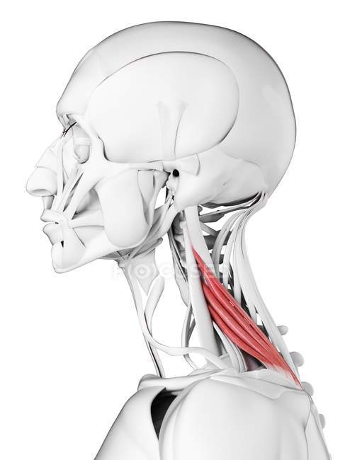 Anatomia masculina mostrando o músculo Levator scapularis, ilustração computacional . — Fotografia de Stock
