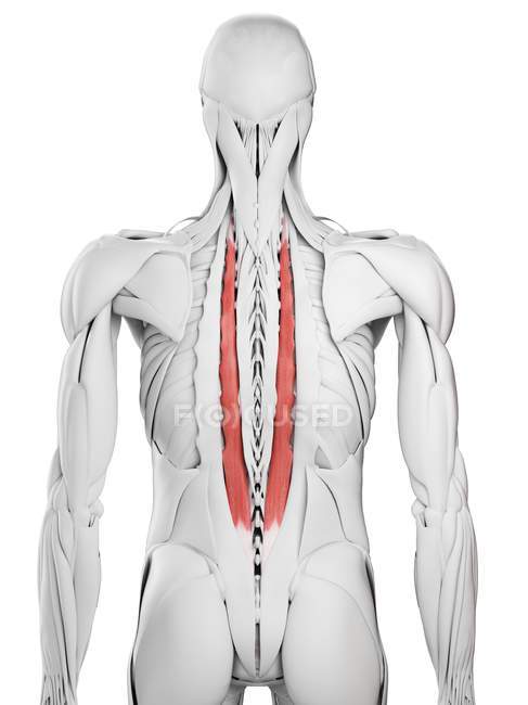 Anatomie masculine montrant Longissimus thoracis muscle, illustration par ordinateur . — Photo de stock