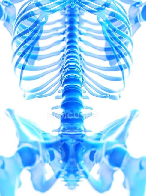 Espinha lombar no esqueleto humano, ilustração digital . — Fotografia de Stock