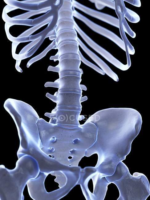 Lumbar spine in human skeleton, digital illustration. — Stock Photo