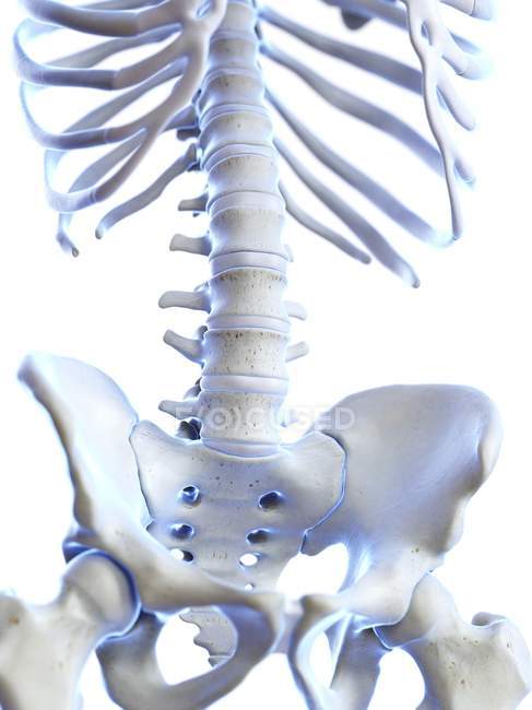 Colonna lombare nello scheletro umano, illustrazione digitale . — Foto stock