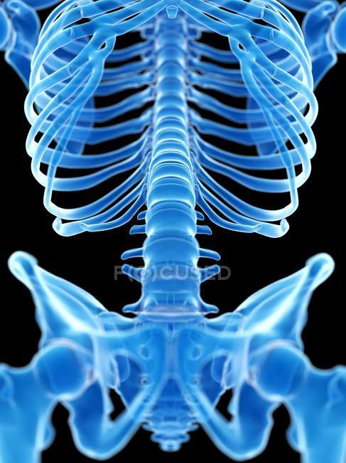 Lendenwirbelsäule im menschlichen Skelett, digitale Illustration. — Stockfoto