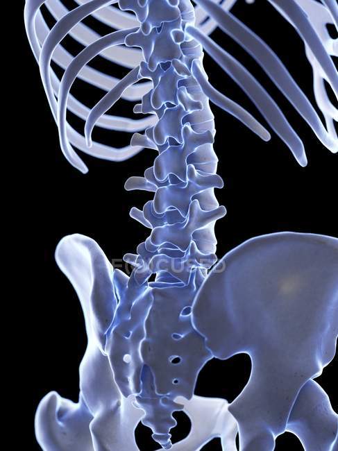 Lendenwirbelsäule im menschlichen Skelett, digitale Illustration. — Stockfoto