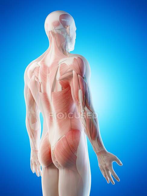 Anatomía masculina y sistema muscular, ilustración por ordenador . - foto de stock