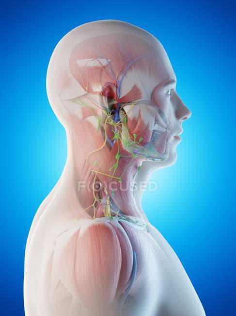 Anatomie masculine de la tête et du cou avec musculature, illustration par ordinateur
. — Photo de stock