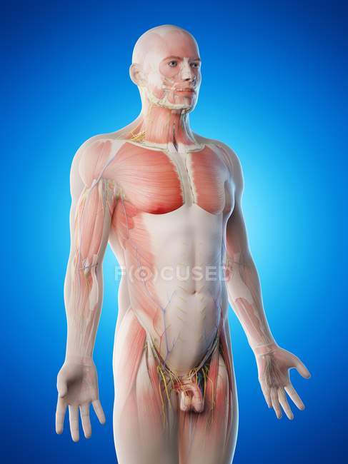 Anatomia maschile e sistema muscolare, illustrazione computerizzata . — Foto stock