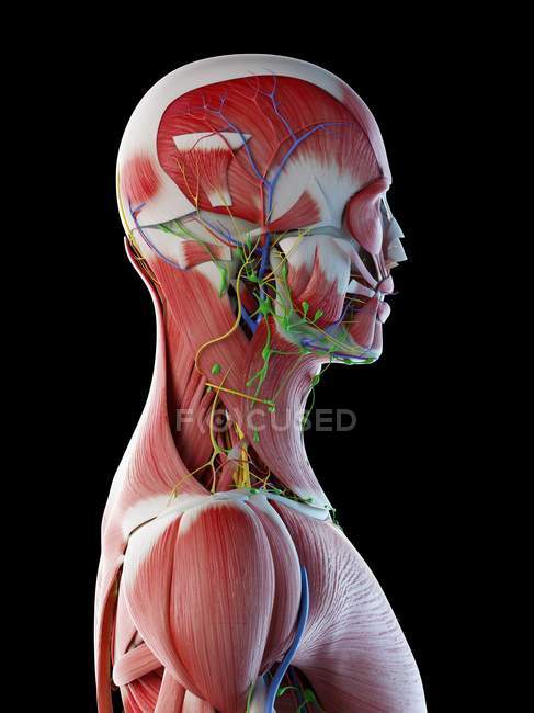 Anatomia masculina da cabeça, pescoço e costas com musculatura, ilustração computacional . — Fotografia de Stock