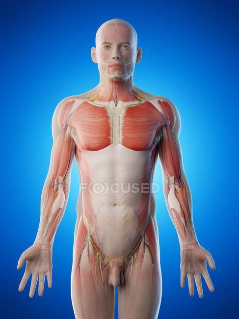 Чоловіча анатомія та м'язова система, комп'ютерна ілюстрація . — стокове фото