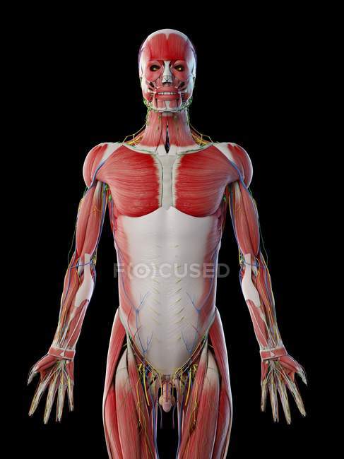 Anatomia masculina e sistema muscular, ilustração computacional . — Fotografia de Stock