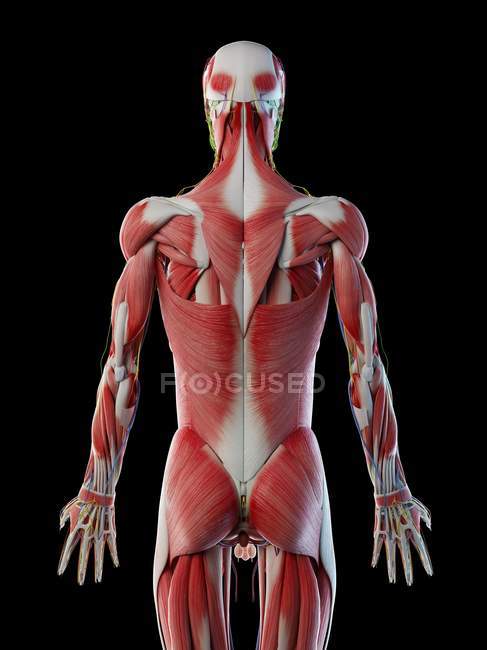 Anatomía masculina y sistema muscular, ilustración por ordenador
. - foto de stock