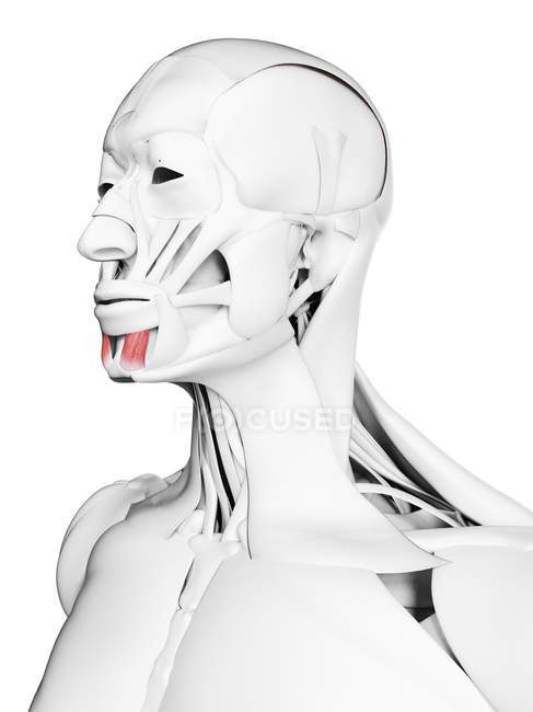 Anatomia masculina mostrando músculo Mentalis, ilustração computacional
. — Fotografia de Stock