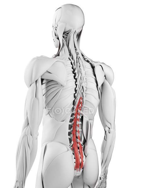 Male anatomy showing Multifidus muscle, computer illustration. — Stock Photo
