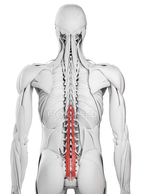 Anatomía masculina que muestra músculo Multifidus, ilustración por computadora . - foto de stock