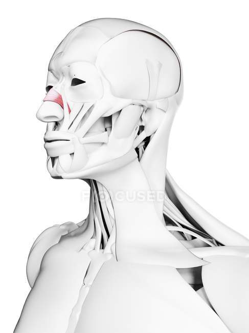Anatomie masculine montrant le muscle transversal Nasalis, illustration par ordinateur . — Photo de stock