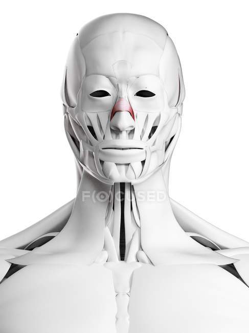 Чоловіча анатомія з поперечними м'язами Nasalis, комп'ютерна ілюстрація. — стокове фото