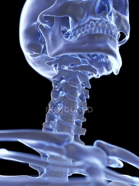 Anatomia do esqueleto humano ossos do pescoço, ilustração do computador . — Fotografia de Stock