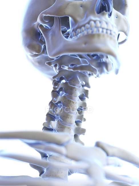 Anatomía de huesos del cuello del esqueleto humano, ilustración por computadora
. — Stock Photo