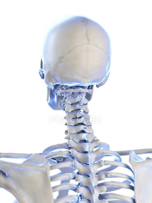 Anatomie menschlicher Halsskelettknochen, Computerillustration. — Stockfoto