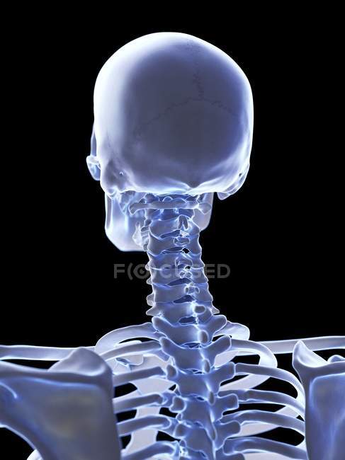 Anatomie menschlicher Halsskelettknochen, Computerillustration. — Stockfoto